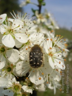 Tropinota hirta