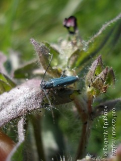 Phytoecia coerulescens