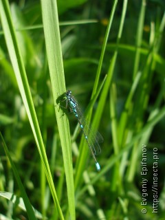 Coenagrion pulchellum