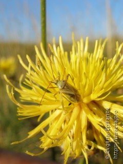 Adelphocoris lineolatus