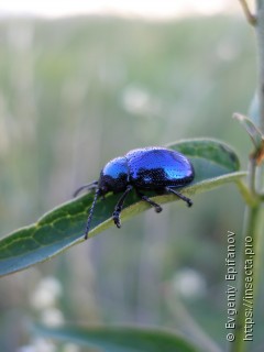 Chrysochus asclepiadeus