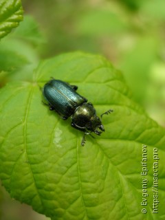 Platycerus caraboides