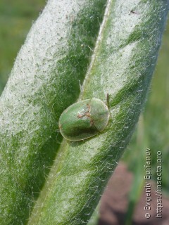 Cassida rubiginosa