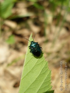 Zicrona caerulea