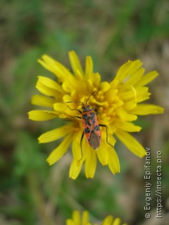 Corizus hyoscyami