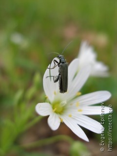 Oedemera