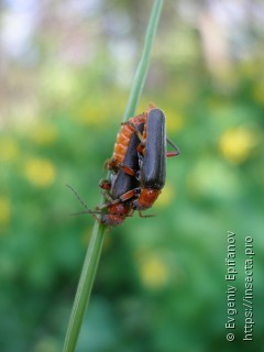 Cantharis