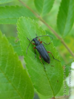 Anoplodera rufipes