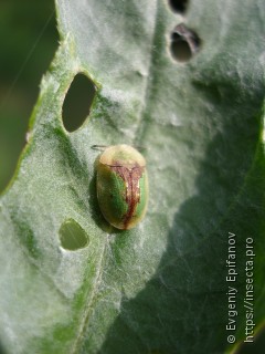 Cassida vibex