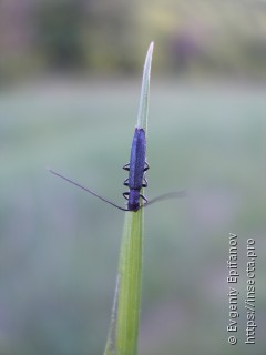 Theophilea subcylindricollis