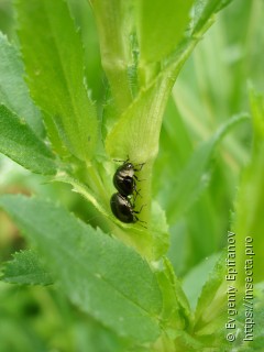 Coptosoma scutellatum