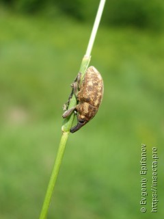 Larinus pollinis