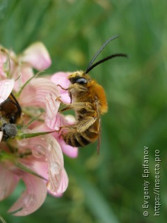 Eucera