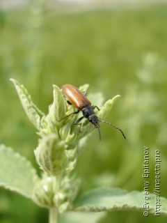 Omophlus lepturoides