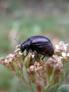 Galeruca tanaceti