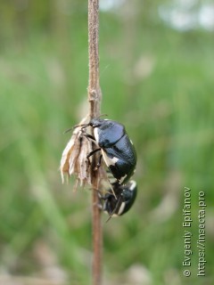 Tritomegas sexmaculatus