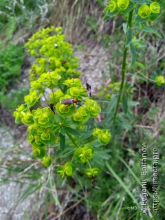 Имаго  Bibio hortulanus