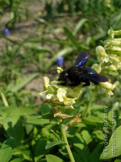 Xylocopa valga