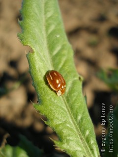 Myzia oblongoguttata