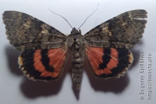 Catocala elocata