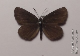 Neolycaena rhymnus