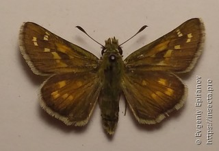 Hesperia comma