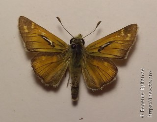 Hesperia comma