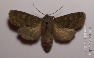 Dasypolia templi