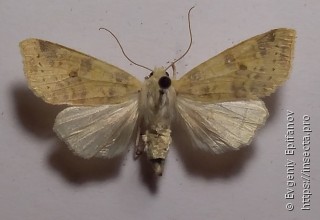 Xanthia ocellaris