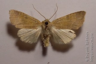 Xanthia ocellaris