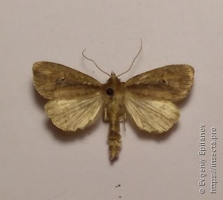 Archanara dissoluta