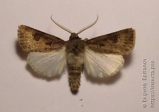 Agrotis bigramma