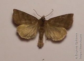 Ipimorpha retusa