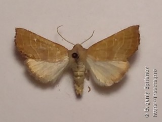 Atethmia ambusta