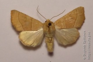 Atethmia centrago