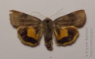 Noctua janthe