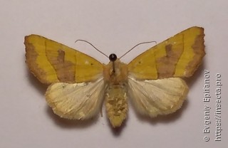 Atethmia centrago