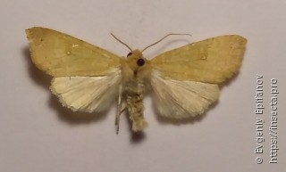 Xanthia ocellaris