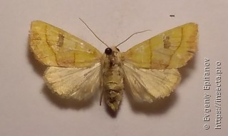 Atethmia centrago