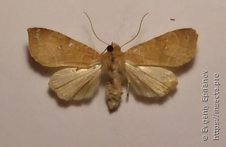 Xanthia ocellaris