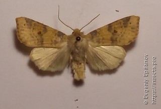 Xanthia ocellaris