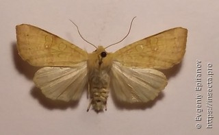 Xanthia ocellaris