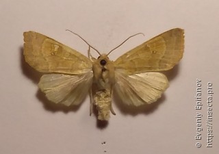 Xanthia ocellaris