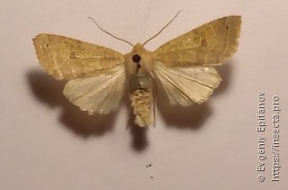 Xanthia ocellaris