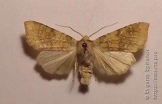 Xanthia ocellaris