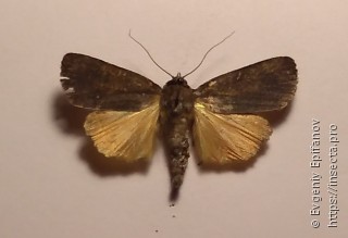 Amphipyra livida