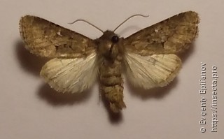 Luperina testacea