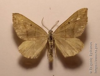 Scotopteryx mucronata