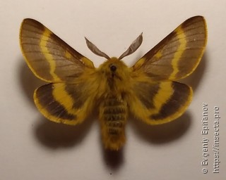 Lemonia dumi