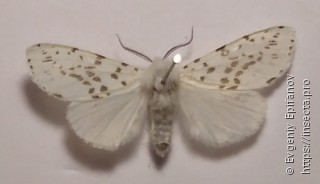 Hyphantria cunea